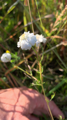 Achillea ptarmica