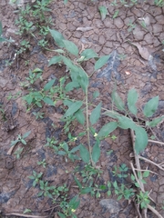 Lysimachia radicans