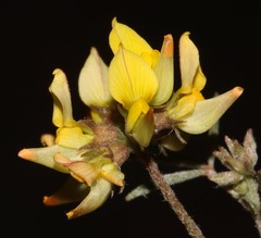 Lotononis rostrata rostrata