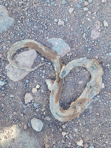 Urartian Rat Snake, Elaphe urartica