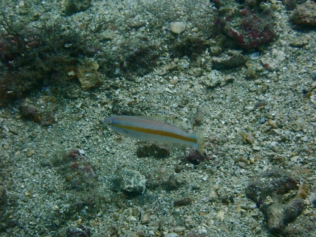 Goldstripe Wrasse