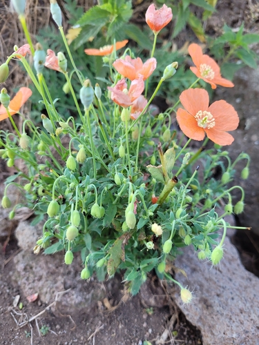 Papaver armeniacum (Papaver armeniacum)