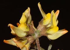 Lotononis rostrata rostrata