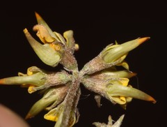 Lotononis rostrata rostrata