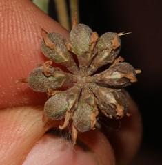 Lotononis rostrata rostrata