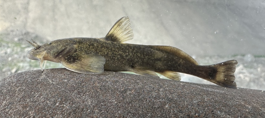 Turkestan catfish (Glyptosternon reticulatum) — Sisoridae
