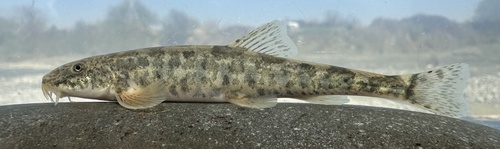 Tibetan stone loach (Triplophysa stoliczkai) — Nemacheilidae