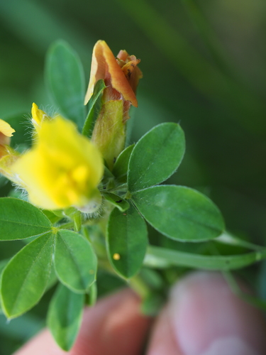 Image of Big-Flower Broom (Chamaecytisus supinus) by (c) carnifex, some rights reserved (CC BY)