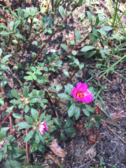 Portulaca amilis