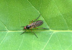 Rhamphomyia
