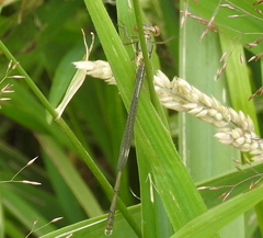 Chalcolestes viridis