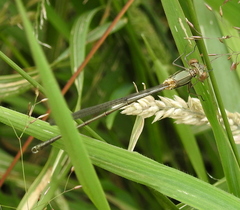 Chalcolestes viridis