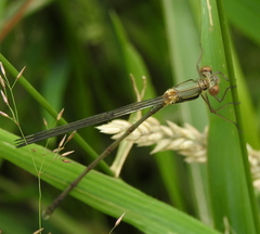 Chalcolestes viridis
