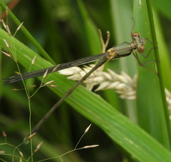 Chalcolestes viridis