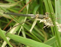 Chalcolestes viridis