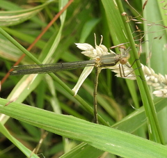 Chalcolestes viridis
