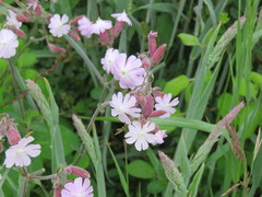 Silene × hampeana