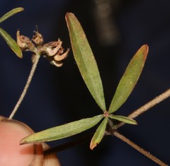 Lotononis rostrata rostrata