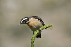 Whinchat photo 2