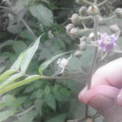 Rubus cockburnianus