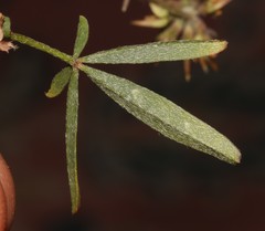 Lotononis rostrata rostrata