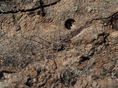 Lacinius horridus