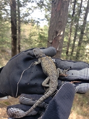 Sceloporus mucronatus