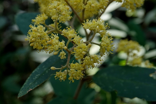 Image of Pomaderris elliptica by (c) Max Campbell, some rights reserved (CC BY)