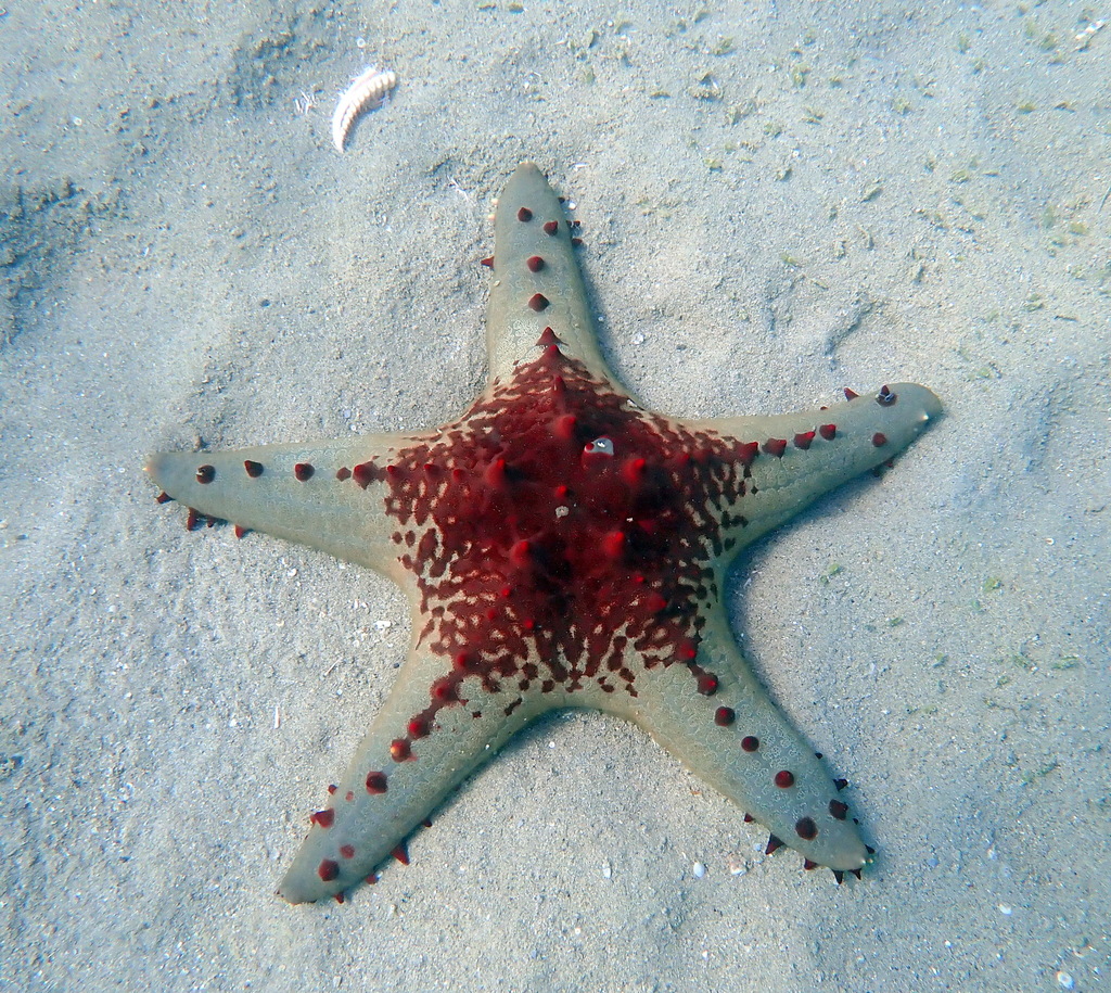 Honeycomb Cushion Star
