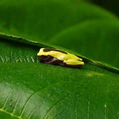 Dendropsophus triangulum