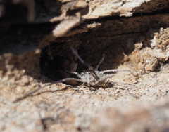 Lacinius horridus