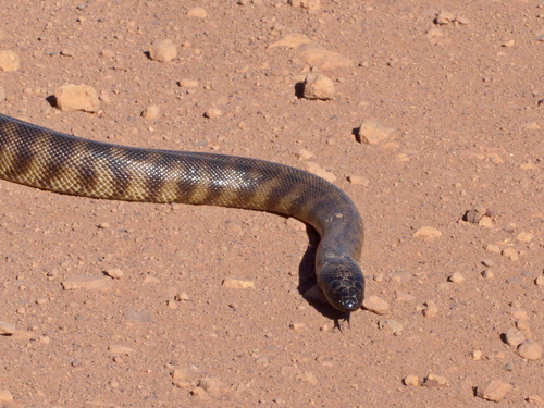 Black-headed Python sighting