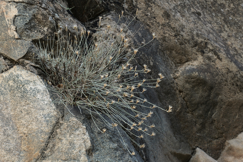Tricholepis infundibuliformis