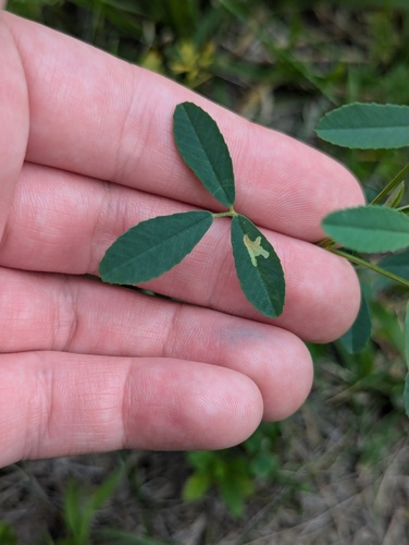 Micrurapteryx occulta photo 2