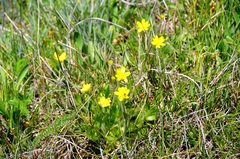 Ranunculus occidentalis occidentalis