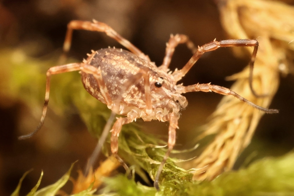 Odiellus simplicipes