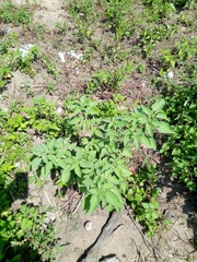 Physalis angulata