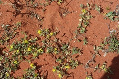 Lotononis rostrata brachybotrys