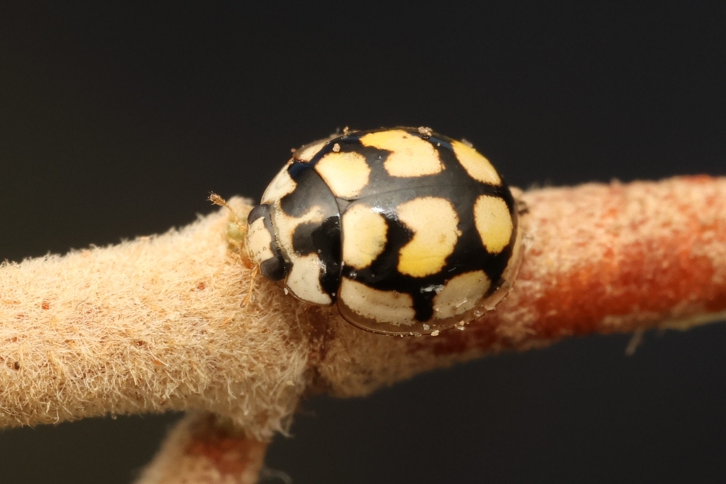Oenopia lyncea