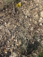 Thelesperma ambiguum