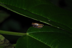Dendropsophus triangulum