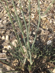 Thelesperma ambiguum