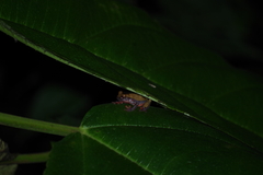 Dendropsophus triangulum