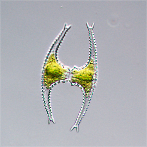 Staurastrum longibrachiatum