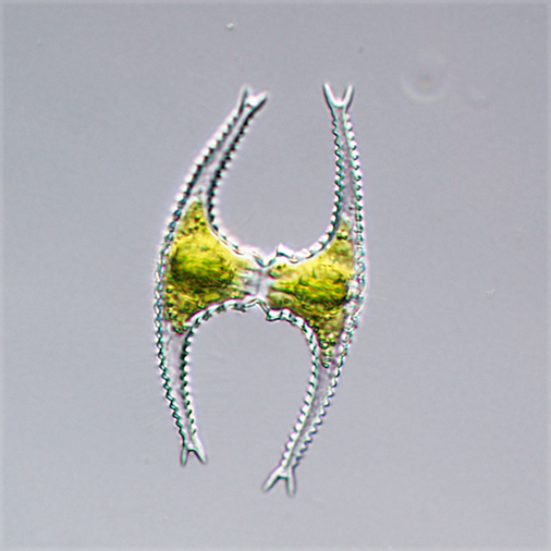 Staurastrum longibrachiatum