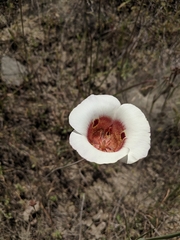 Calochortus vestae