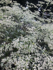 Eriogonum giganteum