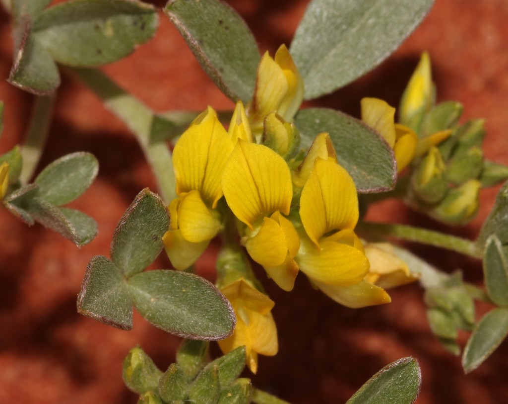 Lotononis rostrata