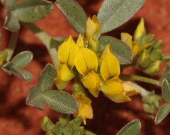 Lotononis rostrata brachybotrys