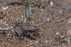Rana pretiosa